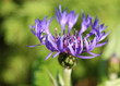 Berg-Flockenblume
