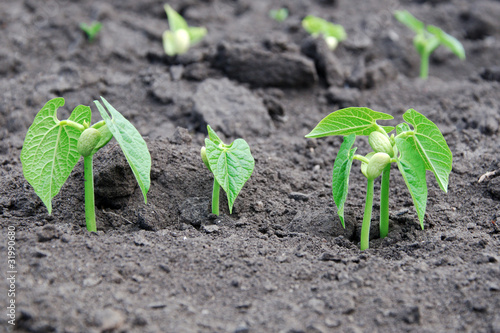Photo: Young sprouts of beans Young sprouts of beans