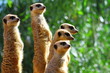 Meerkats watching