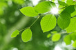 beech