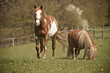 horses 2