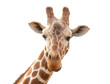giraffe isolated on white background