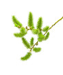 Willow branch with catkins.
