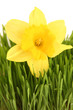 yellow on green