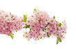 hawthorn hawthorn