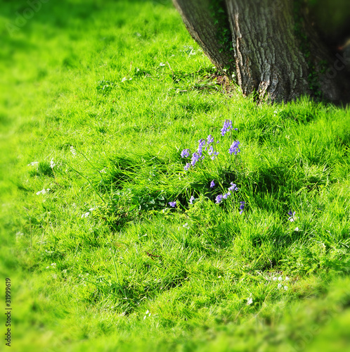 Photo: Spring time Spring time
