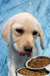 Labrador con mangime