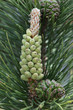 pomme de pin verte