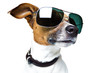 DOG with SHADES DOG with SHADES