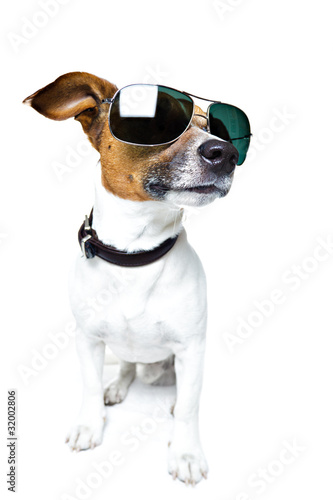 Photo : Dog with Shades Dog with Shades