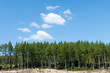 Pine Trees