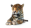 Foto: Jaguar, Panther, front view, isolated on white, shadow Jaguar, Panther, front view, isolated on white, shadow