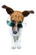 Dog with Shades