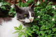 cat portrait