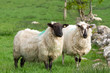 Couple of irish sheep on the meadow