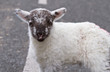Irish lamb on the road