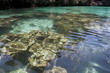 corail