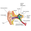 Anatomia dell'orecchio Anatomia dell'orecchio