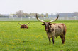 Photo: Longhorn Steer Longhorn Steer