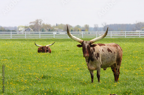 Photo: Longhorn Steer Longhorn Steer