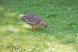 White-fronted Goose (Anser albifrons) nibbles grass