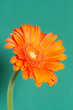 belle fleur de printemps