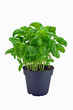 A potted basil herb plant on a white background