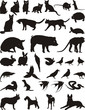 Animal pet