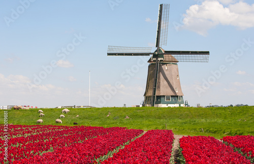 Photo: Tulips and windmill Tulips and windmill