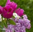 Blumenstrauss,Flieder
