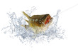 Fische 103