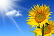 Foto: Sonnenblume 108 Sonnenblume 108
