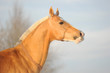 palomino akhal-teke portrait