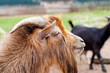 Billy Goat
