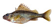 Ёрш обыкновенный (Gymnocephalus cernuus) Ёрш обыкновенный (Gymnocephalus cernuus)