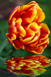 Tulpe,Wasser