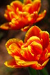 Tulpen,Karte