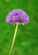 Foto: Allium flower Allium flower