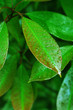Photo: Green leaves Green leaves
