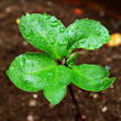 Photo: wet Green leaves wet Green leaves
