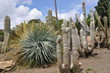 Cactus en Parque de las Palomas. Benlmádena