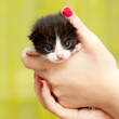 Petit chaton dans les mains Petit chaton dans les mains