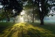 les rayons de soleil dans les arbres