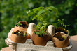 Eggshells gardening