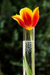 einzelne Tulpenblüte in Glasvase