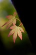 Photo: 小さくても・・・。 小さくても・・・。
