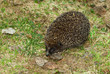 Hedgehog Hedgehog