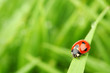 ladybug on grass