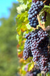 Red grapes