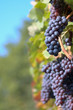 Red grapes